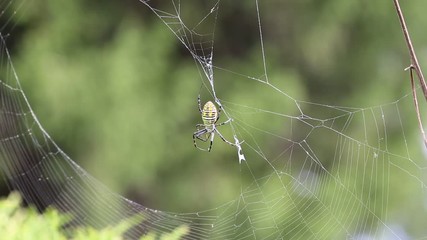 Spider on web