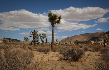 Joshua Tree National Park, Riverside County, California