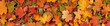 Leinwandbild Motiv Colorful seasonal autumn background pattern, Vibrant carpet of fallen forest leaves.