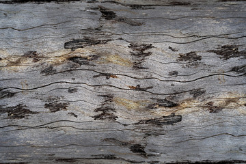 Wall Mural - Old pine wood texture