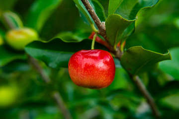 Acerola cherry fruit.