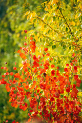 Wall Mural - background autumn tree branches yellow, green, orange, red