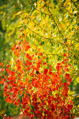 Wall Mural - background autumn tree branches yellow, green, orange, red