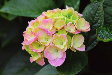 Wall Mural - beautiful hydrangea flower blooming in nature