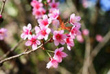 Fototapeta Londyn - cherry blossom