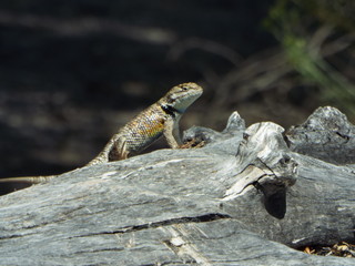 lizard on a rock