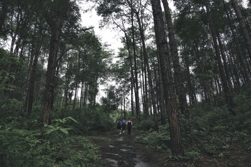 trekking couple in forest