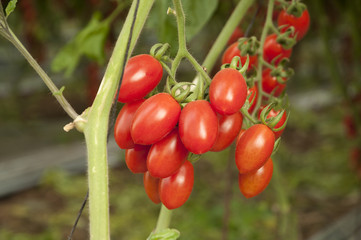 Cherry tomatos Yellow and Red