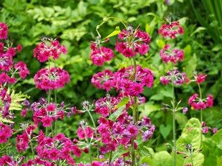 Canvas Print - Candelabra Primrose 