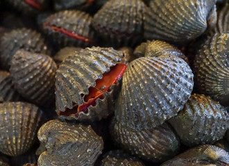 Raw fresh cockle have blood and mud on shell be alive from cockle farm,delicious seafood,scallop,close up,Tegillarca granosa,Appetizer