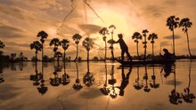 Silhouette Of Fishermen Or Fisherman Throw Fishing Nets To Catch Fish At The Pond In The Sky Morning. Slow Motion Footage Of Silhouette Fisherman Or Fisher Throwing A Fishing Net In Yellow Sky Sunrise