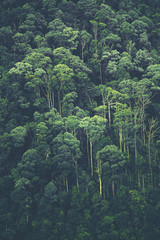Naklejka na meble Dziki tropikalny las deszczowy