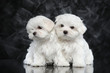 Maltese puppies on dark background