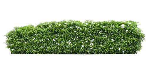 Wall Mural - green leaf flower plant on white background