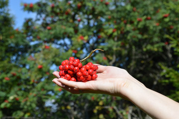 Wall Mural - Rowan branch on the background of trees in sunny weather