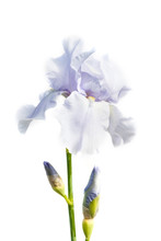 Beautiful Multicolored Iris Flower Isolated In White.