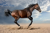 Fototapeta Konie - the bay horse gallops rapidly