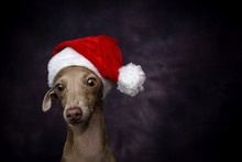 Dog With A Santa Claus Hat