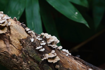 Wall Mural - mushroom herb and vegetarian in fresh forest