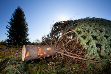 sapin sapin de noël couper bûcheron tronc arbre tronçonneuse morvan bourgogne nature élaguer nordmann