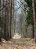 Fototapeta Las - the Niepolomice Forest near Krakow