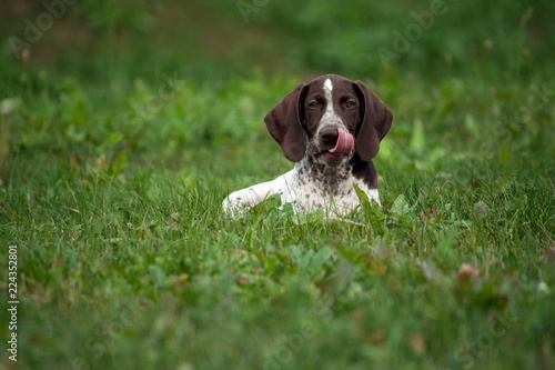 German Shorthaired Pointer German Kurtshaar One Brown Spotted