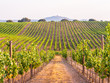 Vines in a vineyard in Alentejo region, Portugal, at sunset