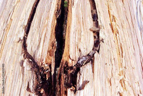 Fotografía White texture of the tree trunk with a channeled passage and dark larvae in it,