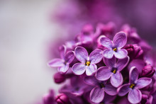 Closeup Of A Violet Purple Lilac Flowers In The Spring
