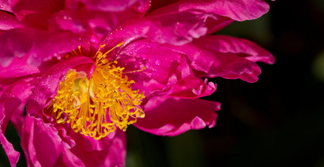 Pink peony closeup with water drops. Flowers background.