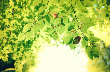  Green leaves background