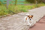 Fototapeta Psy - charming puppy for a walk in the city park