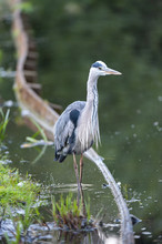 Grey Heron Wading Along Channel