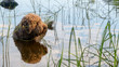 Dog standing in lake and reflection. Dog breed: Lagotto Romagnolo. Location Finland.