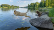 Dog jumping into lake. Dog Breed: Lagotto Romagnolo. Location Finland.