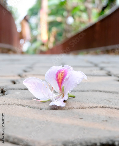 Nature creates beautiful things./Pink flower/flower/footpath/Nature - Buy  this stock photo and explore similar images at Adobe Stock | Adobe Stock