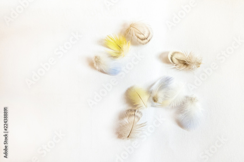 Fotografiet Scattered on a bright background colored feathers of undulating parrots