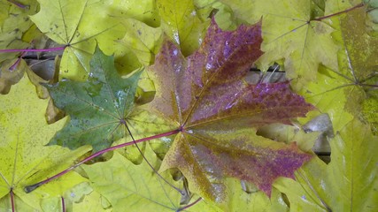 Wall Mural - Drops of water of a rain fall on the red and yellow leaves of a maple lying on a wooden flooring in sunny autumn day