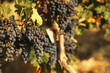 © New Africa - Fresh ripe juicy grapes growing on branches in vineyard
