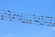 Swallows on Wire against Blue Sky.