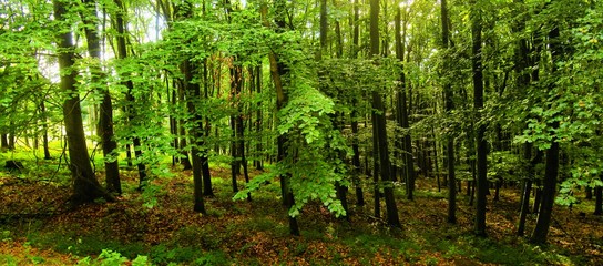  Beech trees forest at spring daylight, green leafs, broad leaf trees. Relaxing nature,sushine. High resolution panoramic photo. Czech Republic, Europe,Creative post processing. .
