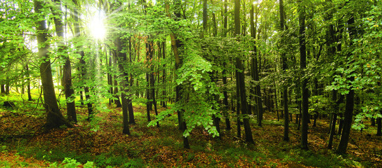  Beech trees forest at spring daylight, green leafs, sunrays,  broad leaf trees. Relaxing nature,sunshine. High resolution panoramic photo.Czech Republic,Europe,creative post processing. .