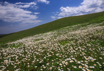 chamomiles field 2