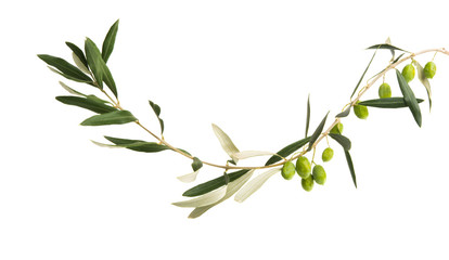 fresh olives with leaves isolated