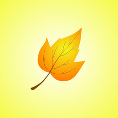Wall Mural - Autumn yellow leaf from a tree. Leaf on a yellow background.