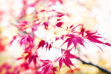 Sticker - Japanese maple tree in autumn