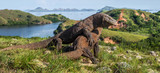 Fototapeta  - Fight of Komodo dragons for domination. Natural habitat. Scientific name: Varanus komodoensis. Natural background is Landscape of Island Rinca. Indonesia.