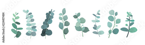 Fotografía Vector illustration of eucalyptus silver greenery set, leaves and branches for decoration of greeting cards and invitations