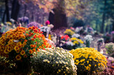 chrysanthemum flower in the cemetery