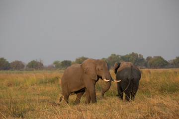 Wall Mural - elephant in africa in a group